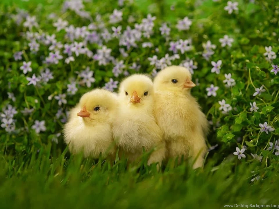 Free Download HD Wallpapers: Baby Chick HD Wallpapers