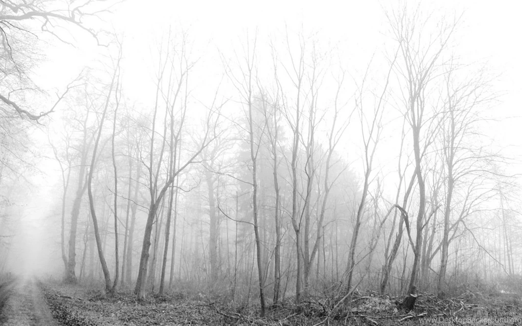 Trees Forests Fog Monochrome Wallpapers