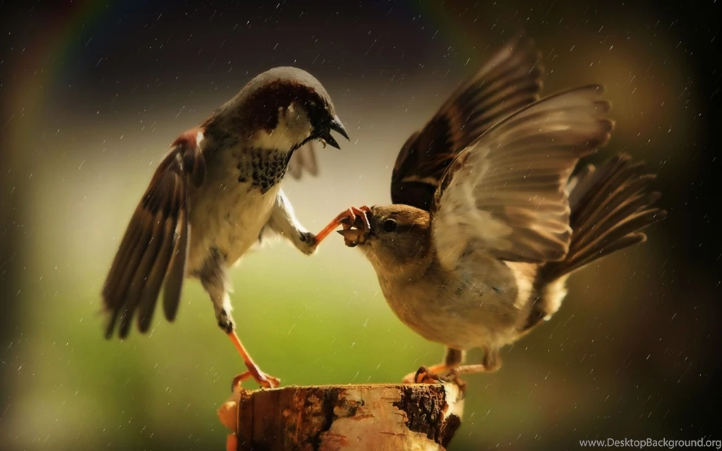 Cool High Resolution Hd Wallpapers 6.jpg
