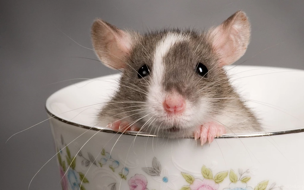 Download Rat Teacup Animal Cute Rodent Wallpapers 1920x1200