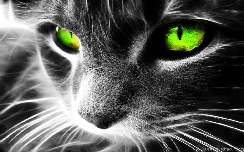 Cat free desktop new wallpaper in high definition 1280x800.jpg