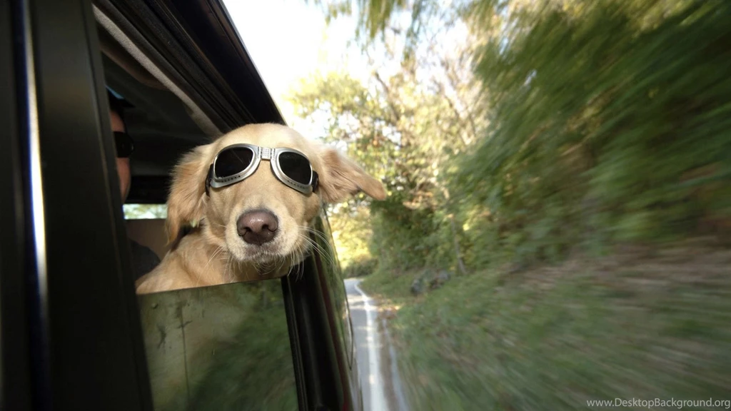 Funniest Dog Full HD Wallpapers