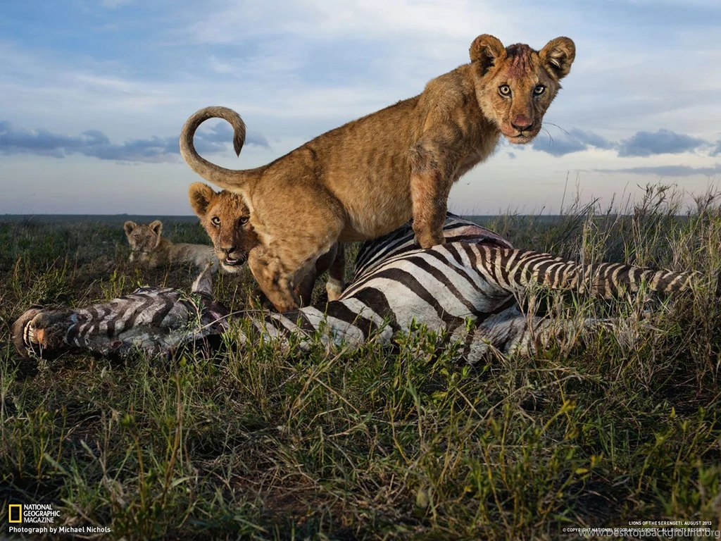 Photography Desktop Wallpapers National Geographic Magazine