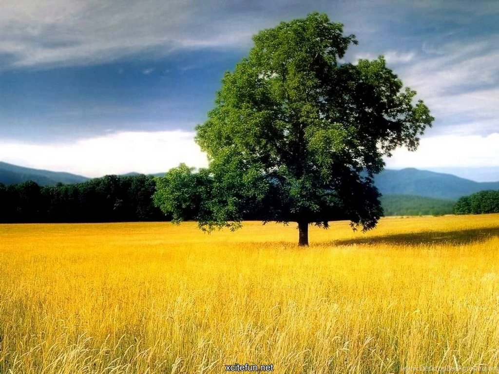 Cool Nature Pictures Widescreen HD Wallpapers