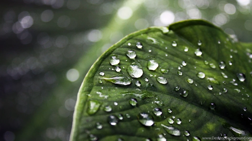 Wallpaper, Cool, Nature, Best (