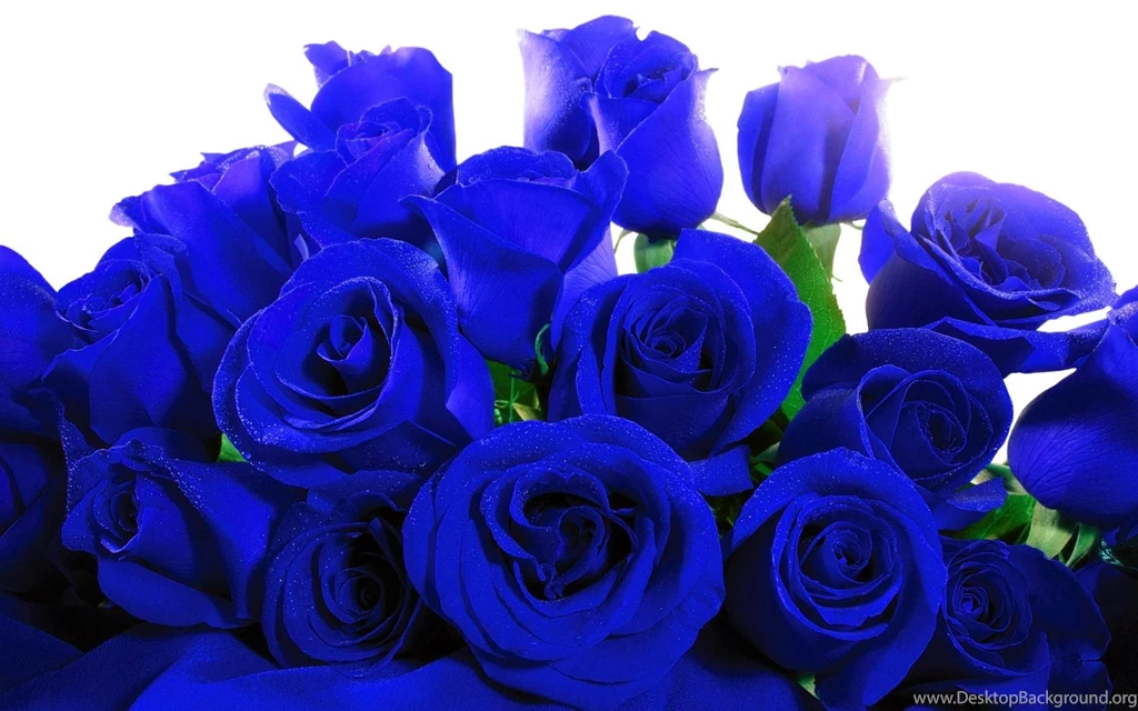Blue Rose HD Wallpapers, Blue Rose Background, New Wallpapers