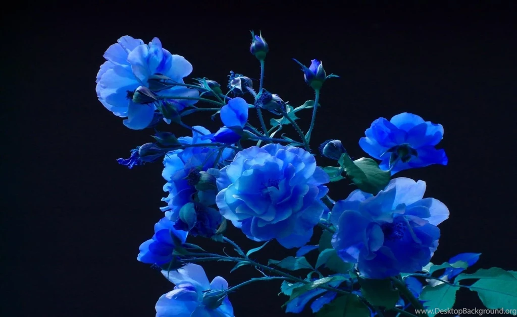 Gallery For Blue Rose Backgrounds