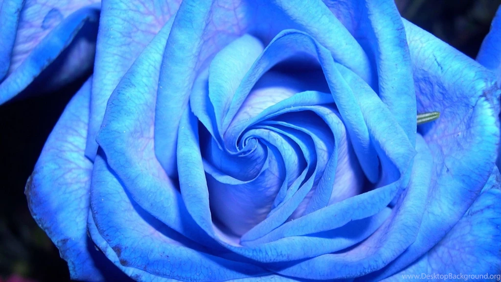 Nature___Flowers_Blue_rose_on_a_dark_background_056173_.jpg