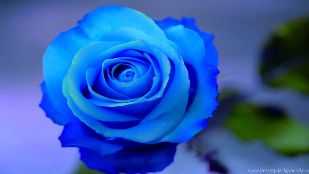 Beautiful Blue Roses On A Blue Backgrounds Wallpapers And Images ...