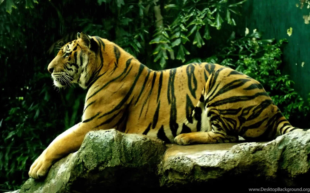 Animated Desktop Wallpapers , New Wallpapers, New Wallpapers