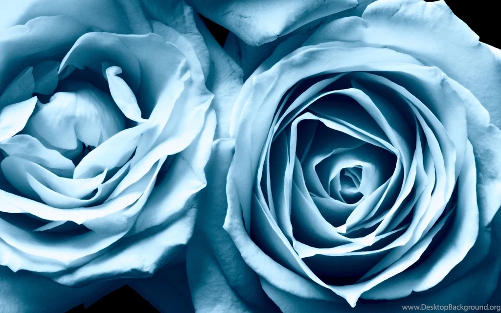 Blue Roses Backgrounds Wallpapers 177829
