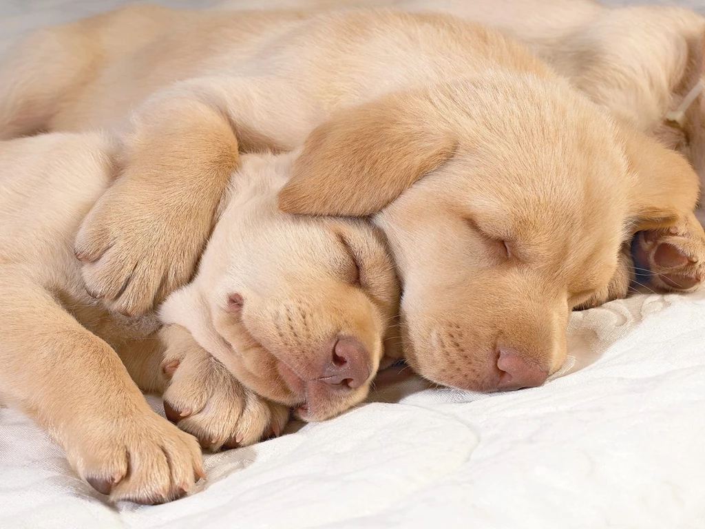 Cute+Puppies+Sleeping.jpg