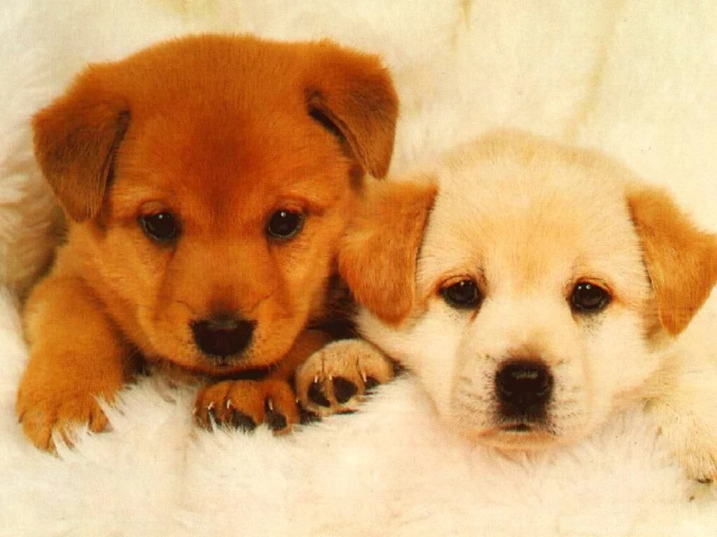 Download Dogs And Puppies Wallpapers High Definition