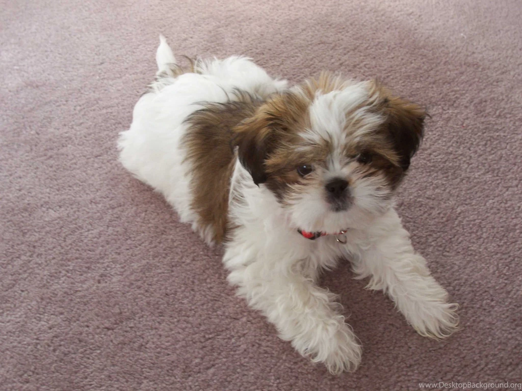Free Download Cute Shih Tzu Puppies Wallpapers HD