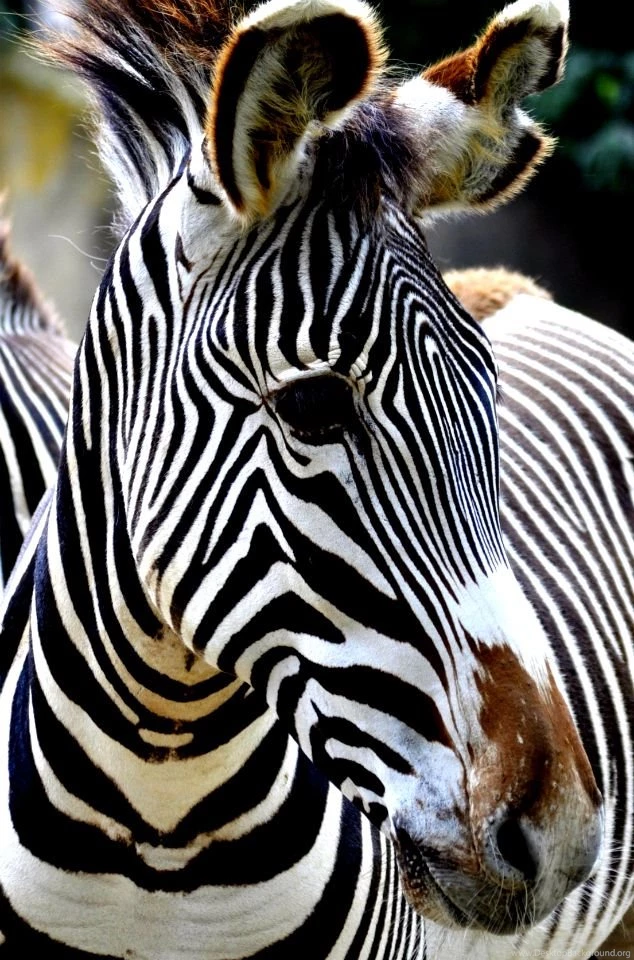 iPhone 4 Wallpaper Zebra By SofiaERamirez On DeviantArt