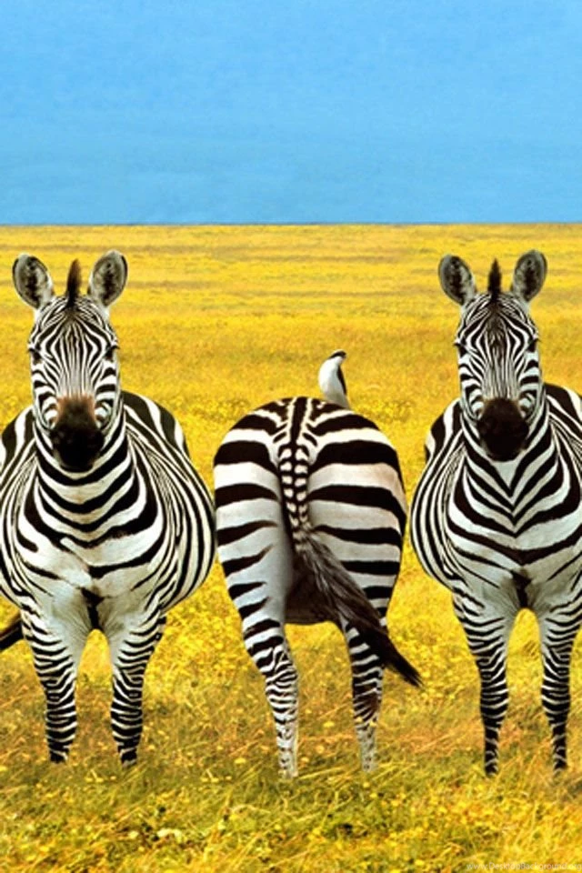 Download Zebra iPhone Wallpapers