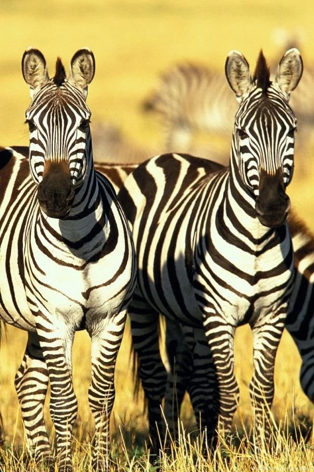 Zebras iPhone 4s Wallpapers Download