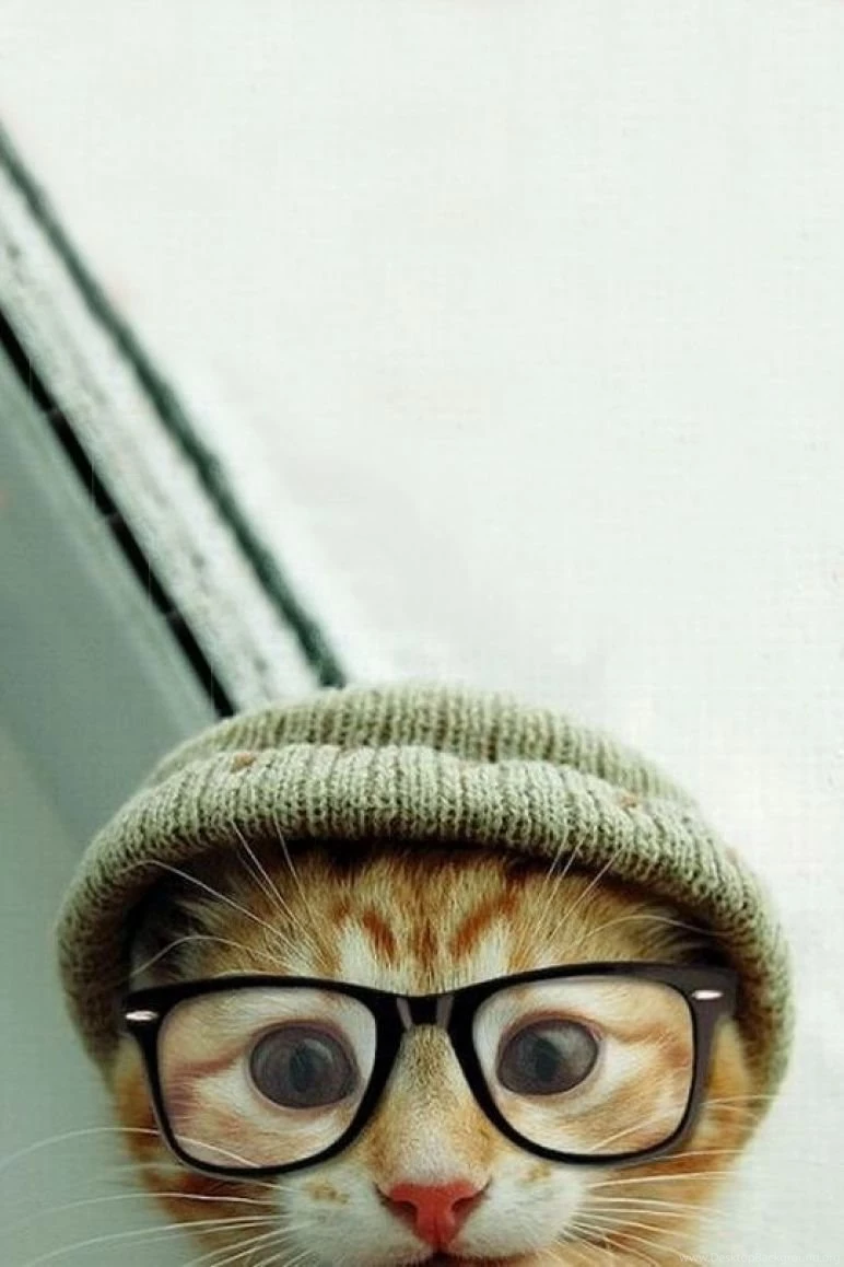 Cute hipster kitty.jpg