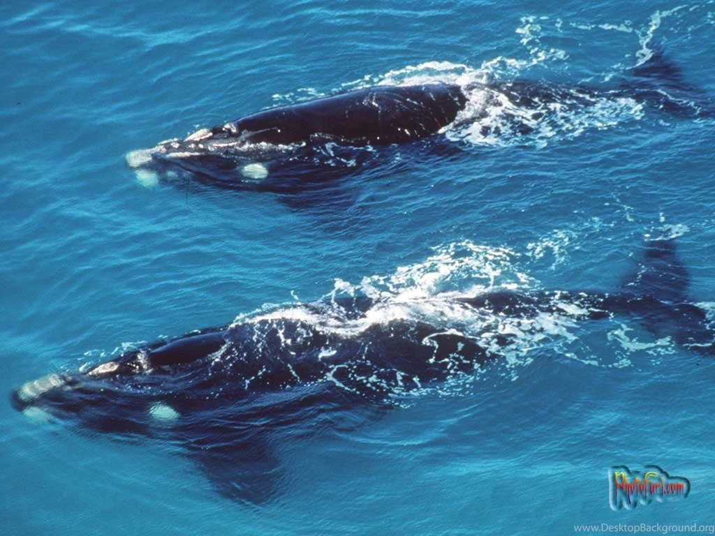 See Animal Whale Wallpapers