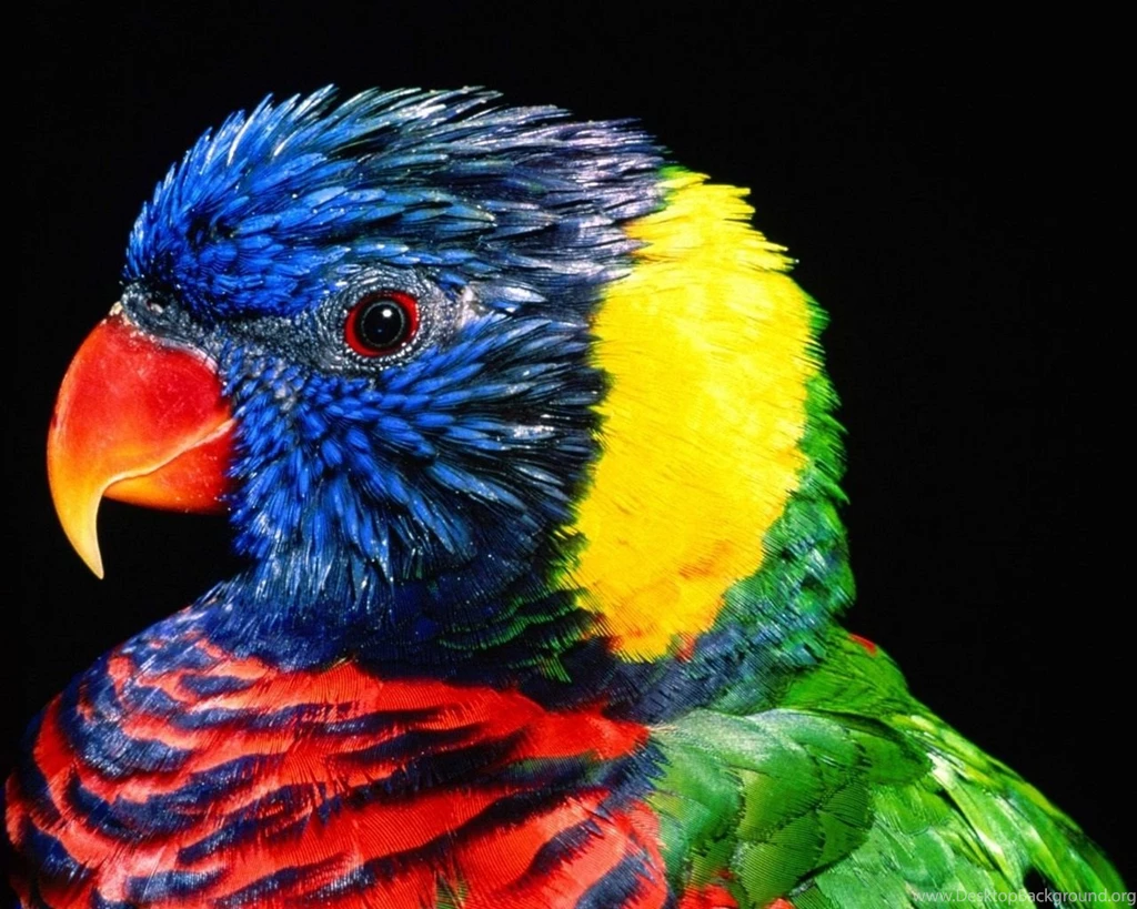 Latest Wallpapers Free Download Wallpapers HD Base