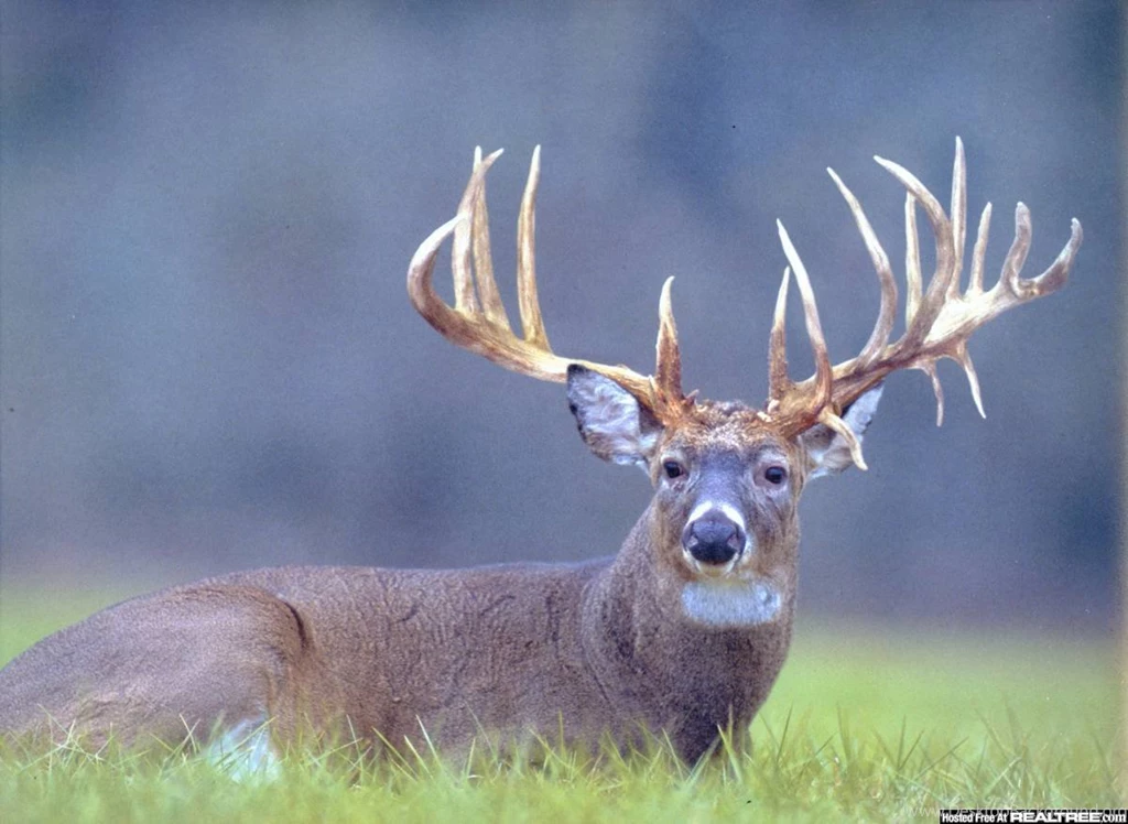 17082) Realtree Camo Widescreen Backgrounds Wallpapers WalOps.com