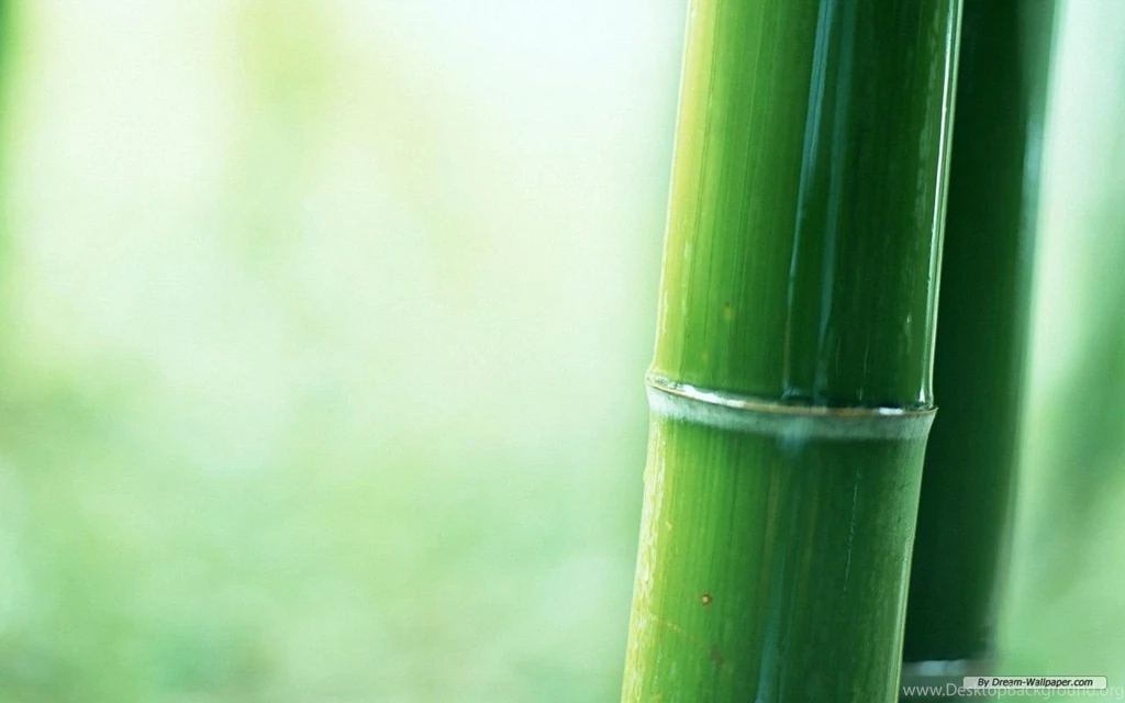 Free Wallpapers Free Nature Wallpapers Bamboo Forest Wallpapers ...