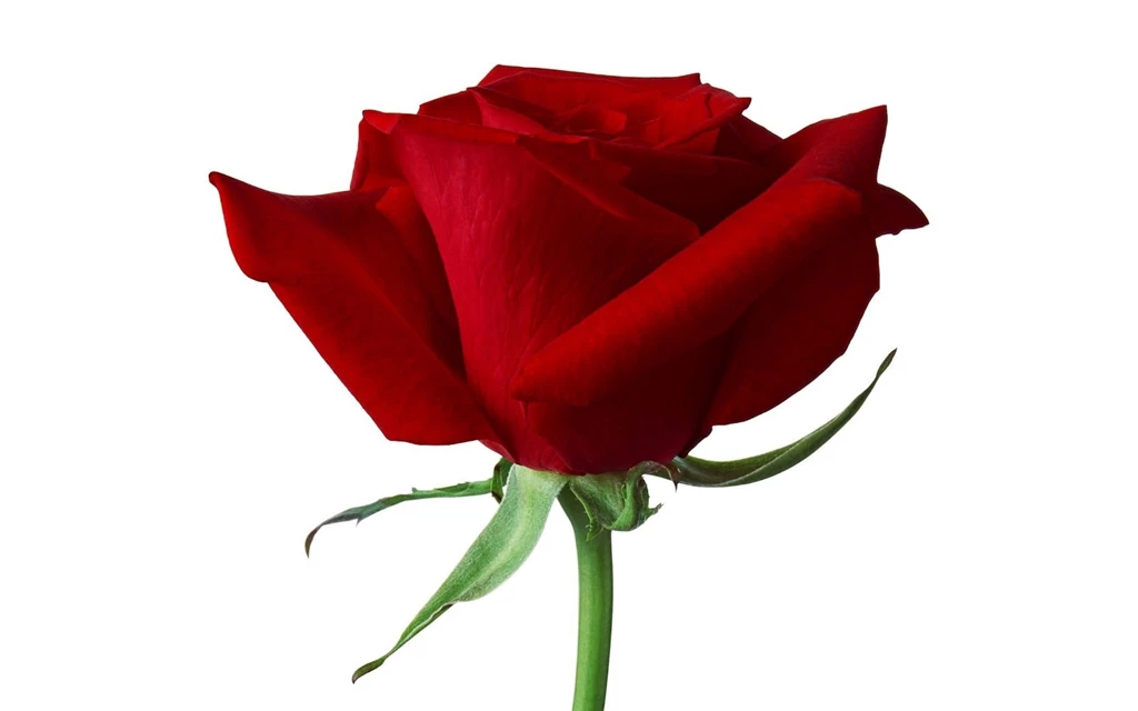 Red+Rose+beautiful+petals+HD+wallpaper.jpg