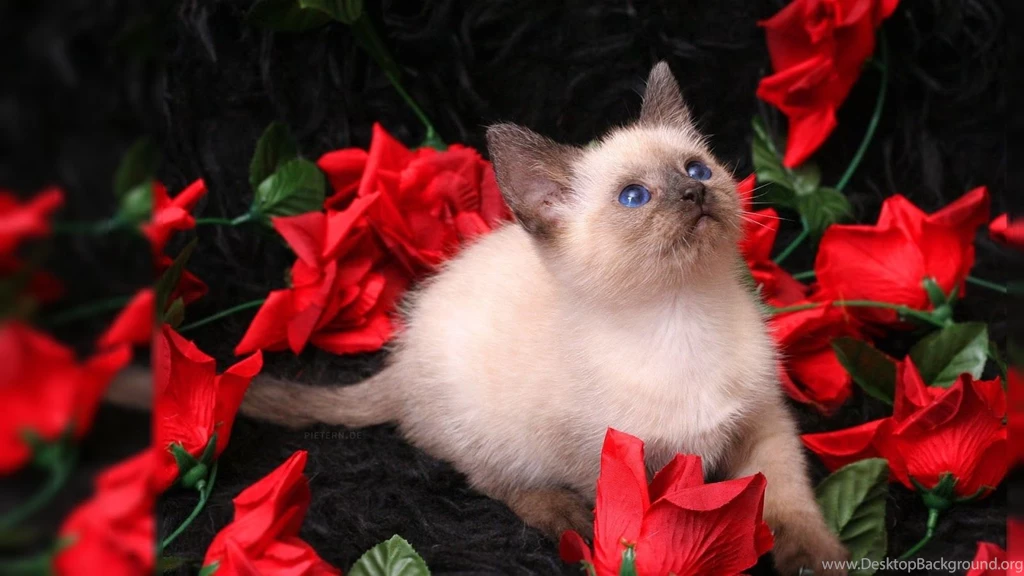 Red Rose 2016 HD Wallpapers On Rose Day