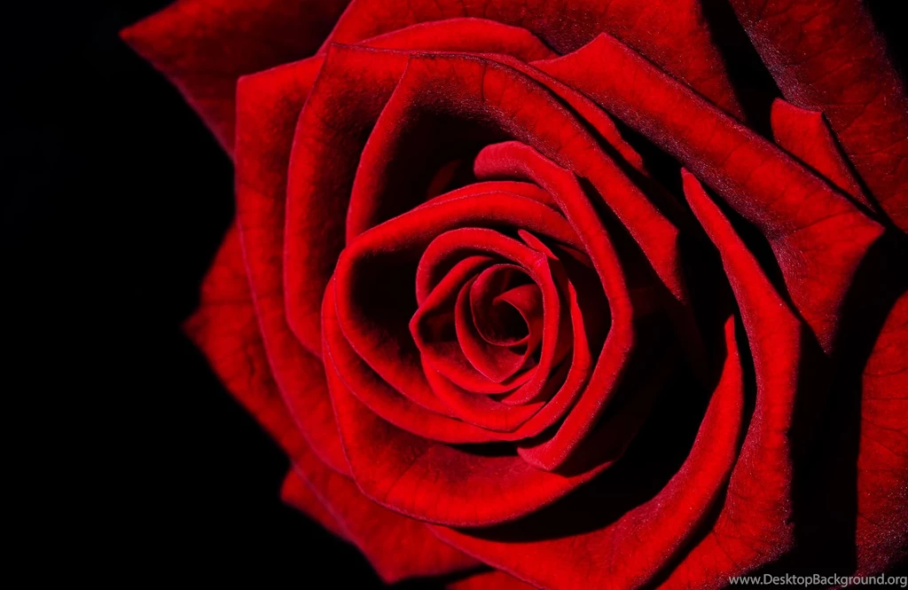 Pictures Of Red Rose Widescreen HD Wallpapers