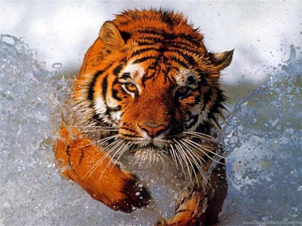 3D Animal Backgrounds HD Wallpapers ~ Trends Wallpapers