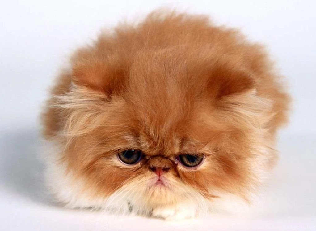 Desktop animal 3d wallpaper free download.jpg