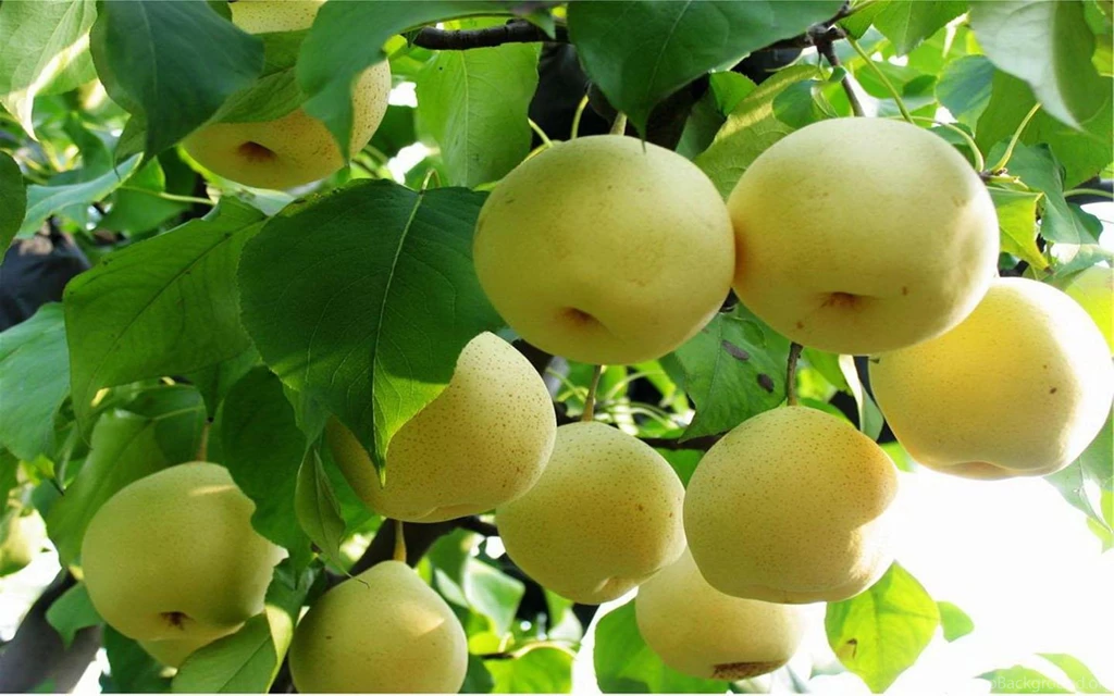 Green Apple Backgrounds Wallpapers Dowload