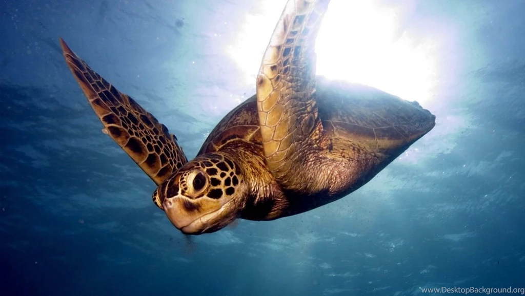 Animals Archives   Page 8 Of 9   HD Wallpapers Source