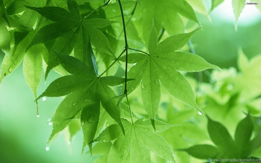 Green leaf wallpaper hd.jpg