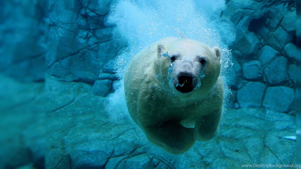 Living Wallpapers For PC   Wallpapers Cave