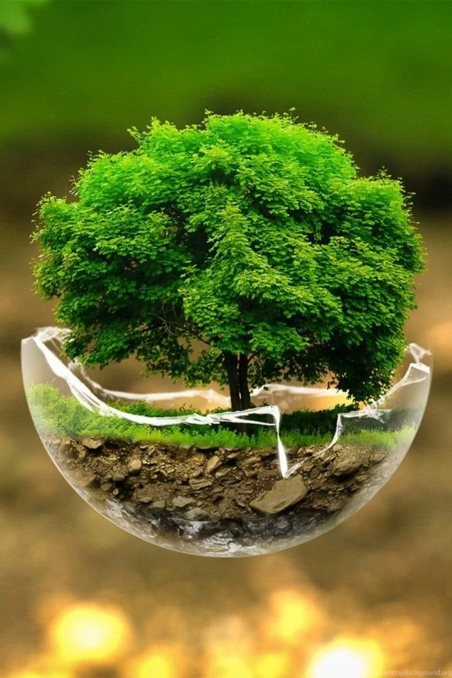 Beautiful Tree Wallpapers For Mobile