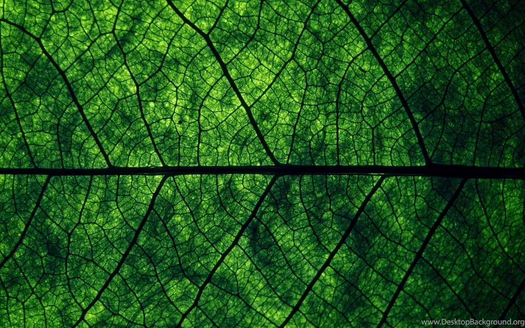 Green Leaf Makro Wallpapers And Images Wallpapers, Pictures, Photos