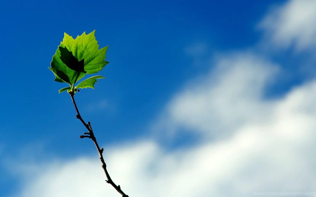 Green Leaf Wallpapers