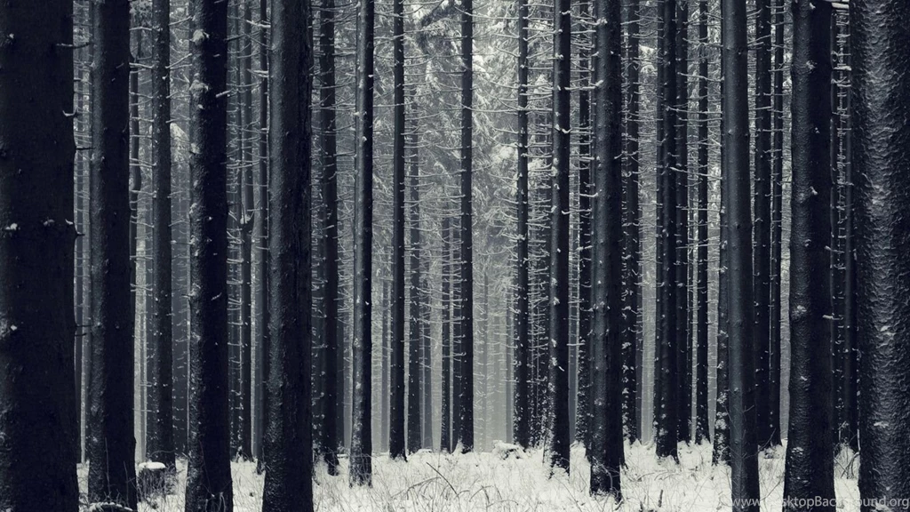 1366x768 Forest, Snow, Winter, Trees Wallpapers And Pictures 41049