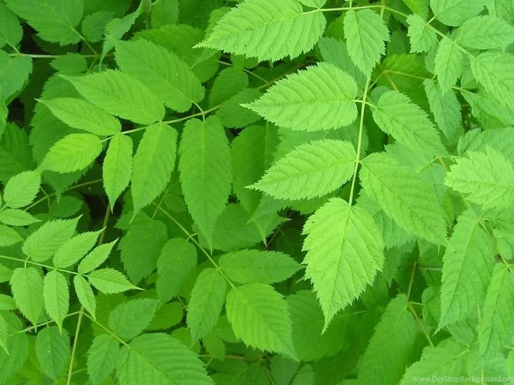 Green Leaf Wallpapers HD Nature Tinzie