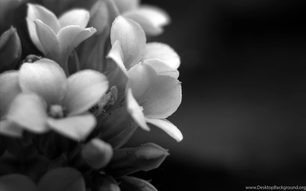 Wallpapers Elegant 1680 X 1050 By Beanhugger On DeviantArt