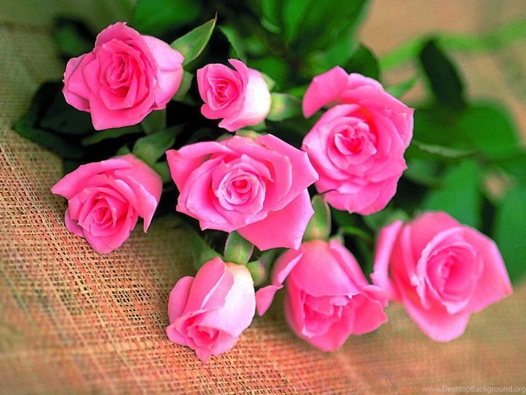 Beautiful Roses Wallpapers (20 Photos)