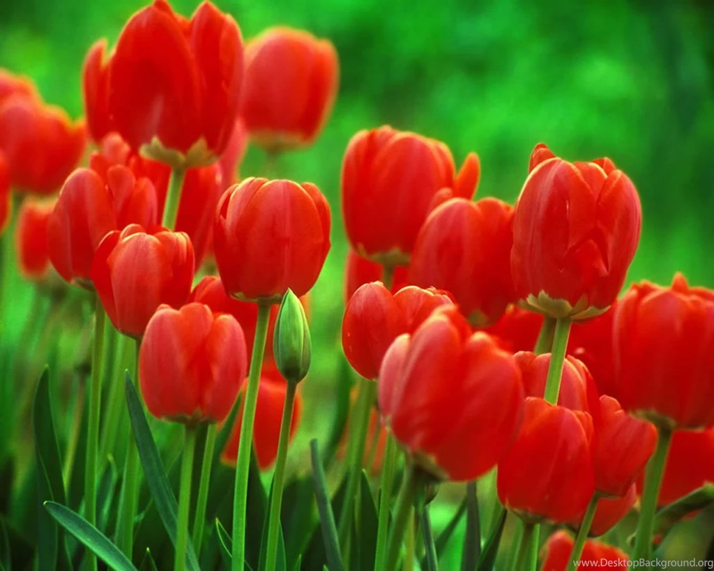 Beautiful+rose+wallpapers+15.jpg