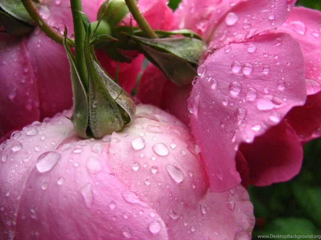 Rose Wallpapers Hd Tumblr For Walls For Mobile Phone Widescreen For ...