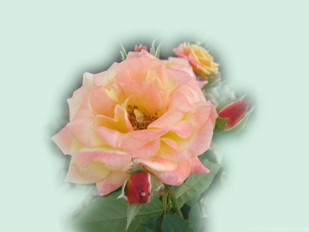 Beautiful_roses_wallpaper_1832.jpg