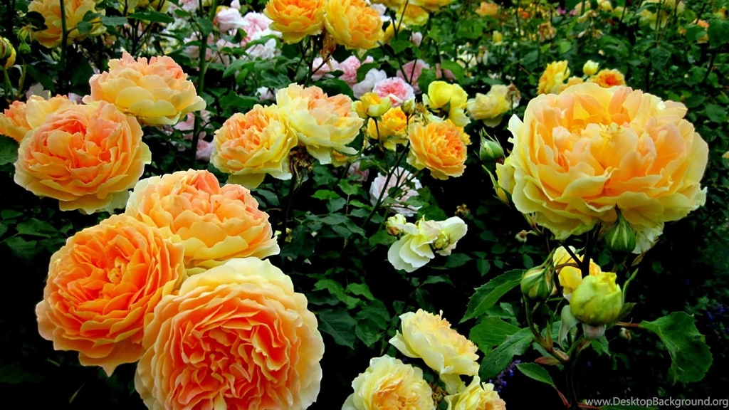 Beautiful Yellow Roses HD Wallpapers Free Downloads