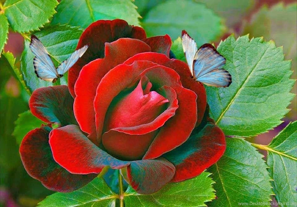 Beautiful Roses Wallpapers Hd