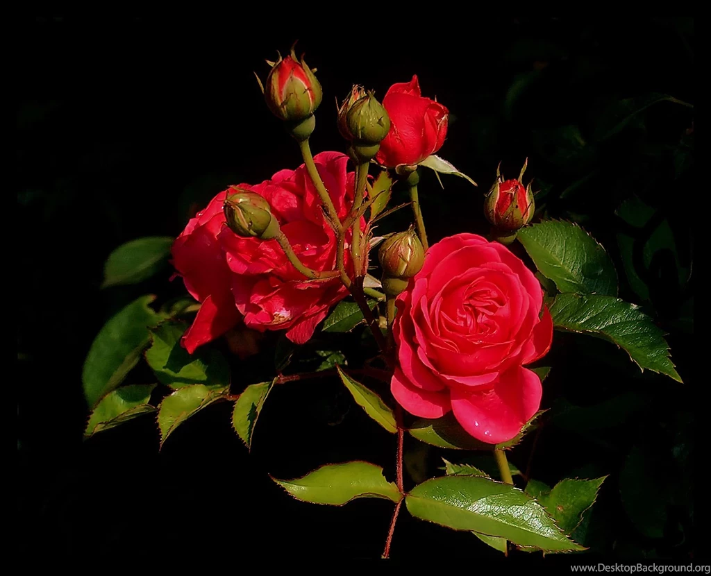 Flower Images Hd Rose And Wallpapers Download