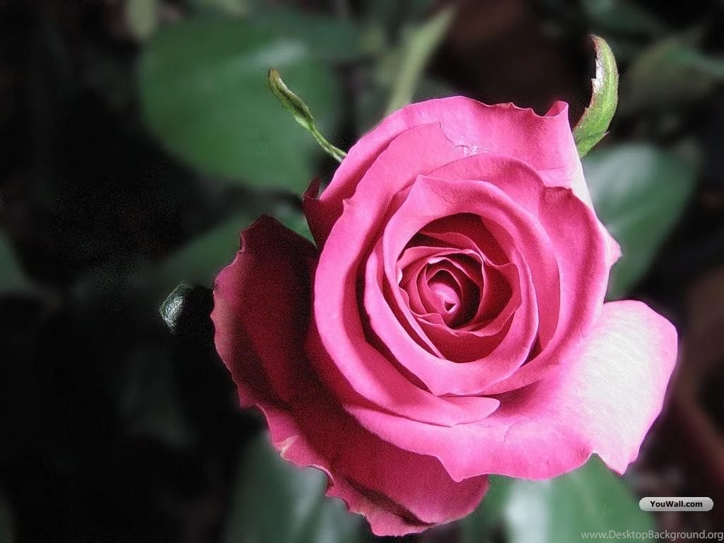 Pictures Of Beautiful Roses Wallpapers HD Fine