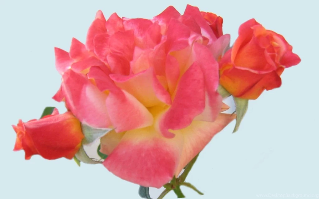 Beautiful_roses_wallpaper_1280x800_1913_back.jpg